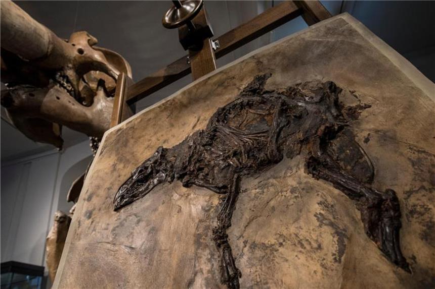 Zwei neue Urpferdchen im Hessischen Landesmuseum Das versteinerte Skelett eines Urpferdchens, gefunden bei Grabungen in der Nähe von Darmstatt. Foto: Boris Roessler