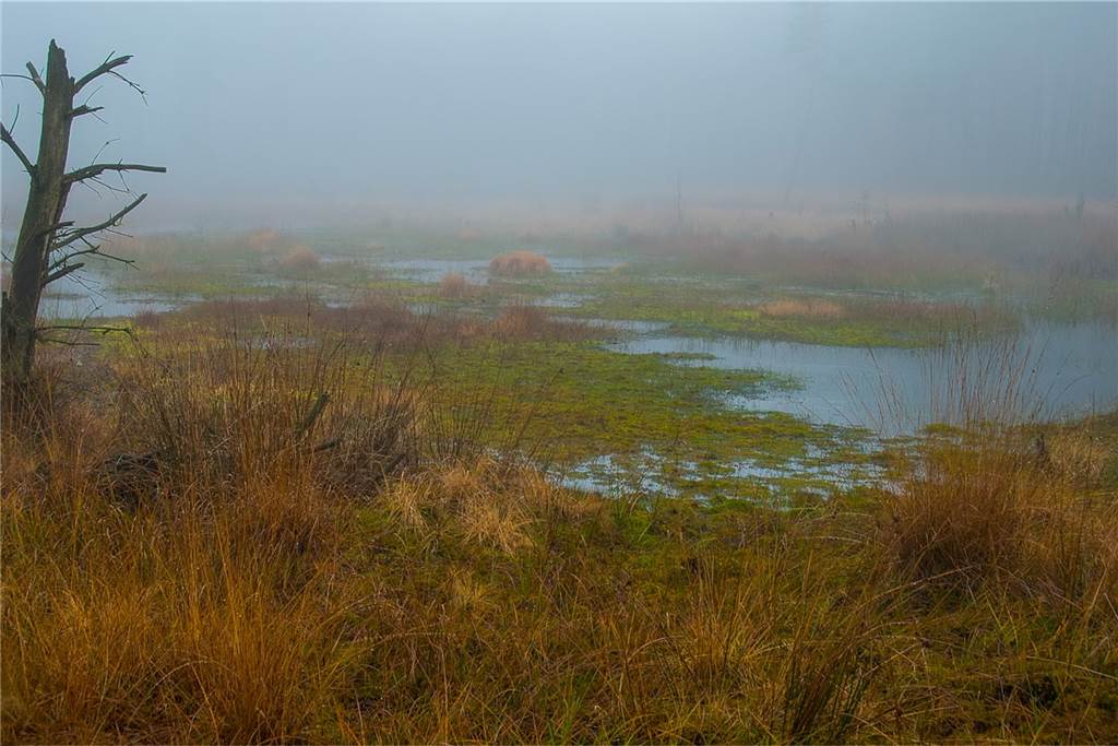 Streit um Tempolimits betrifft auch Halterns Naturschutzgebiete Das Wasag-Moorgebiet bietet eine seltene Pflanzen- und Vogelvielfalt.