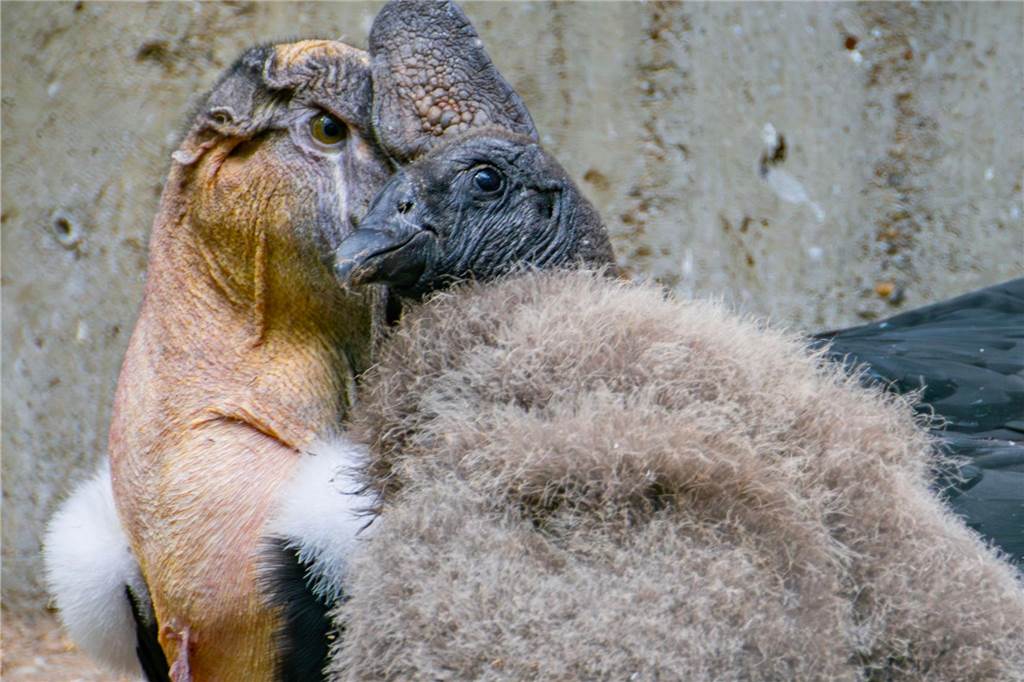 Baby-Neuzugang bei den Andenkondoren im Dortmunder Zoo Das weibliche Küken (rechts) ist aktuell noch im flauschigem Gefieder zu sehen.