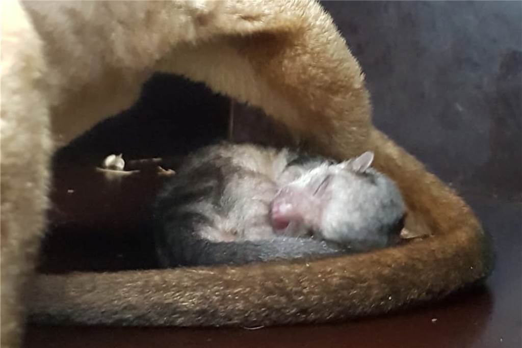 Neues süßes Tier-Baby im Dortmunder Zoo: Wickelbären bekommen Nachwuchs Das Wickelbären-Jungtier ist bereits das zweite nach dem Anzug der Tiere im vergangenen Jahr.