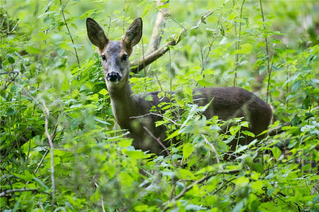 Halterns Wälder müssen mit großem Besucheransturm fertig werden Das Wild muss sich wegen der vielen Waldbesucher immer mehr zurückziehen