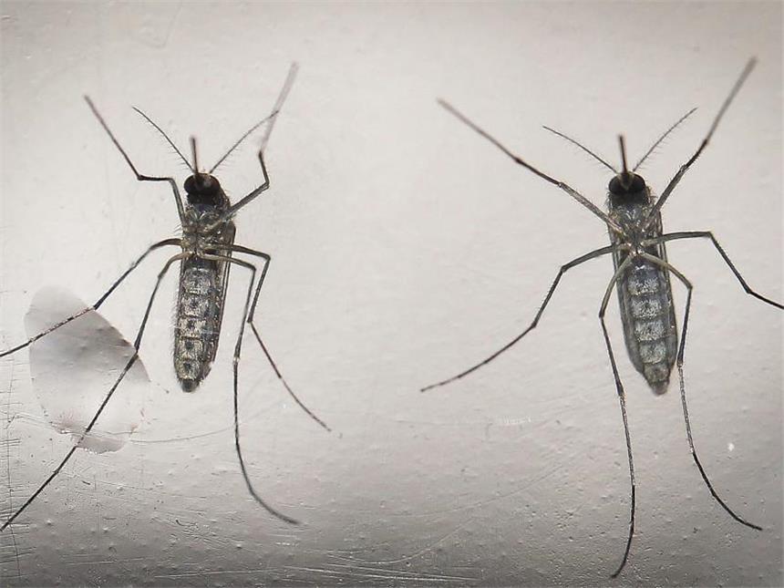Ab Frühsommer Zika-Gefahr in Europa Das Zika-Virus wird in erster Linie durch den Stich bestimmter infizierter Mücken übertragen und ist derzeit vor allem in Mittel- und Südamerika und der Karibik verbreitet. Foto: Oscar Rivera/Archiv