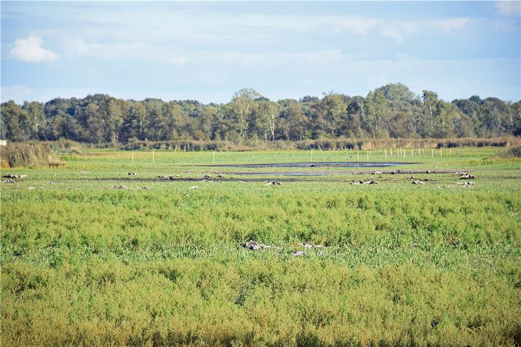 Flamingos in Zwillbrock brüten trotz niedrigem Wasserstand und gehen damit Risiko ein Das Zwillbrocker Venn war im September 2018 nicht nur beinahe ausgetrocknet, sondern auch ziemlich zugewachsen.