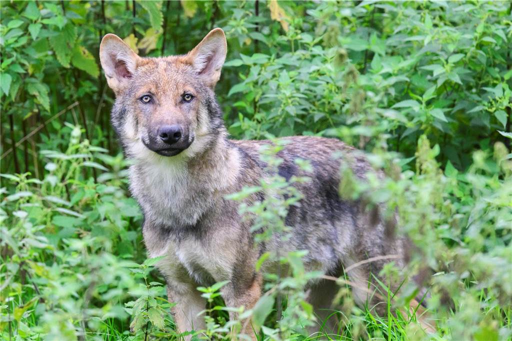Totes Reh in Nordkirchen: Hat der Wolf das Tier angefressen? Dass ein Wolf durch Nordkirchen streift, hält Förster Florian Klemmer für unwahrscheinlich.