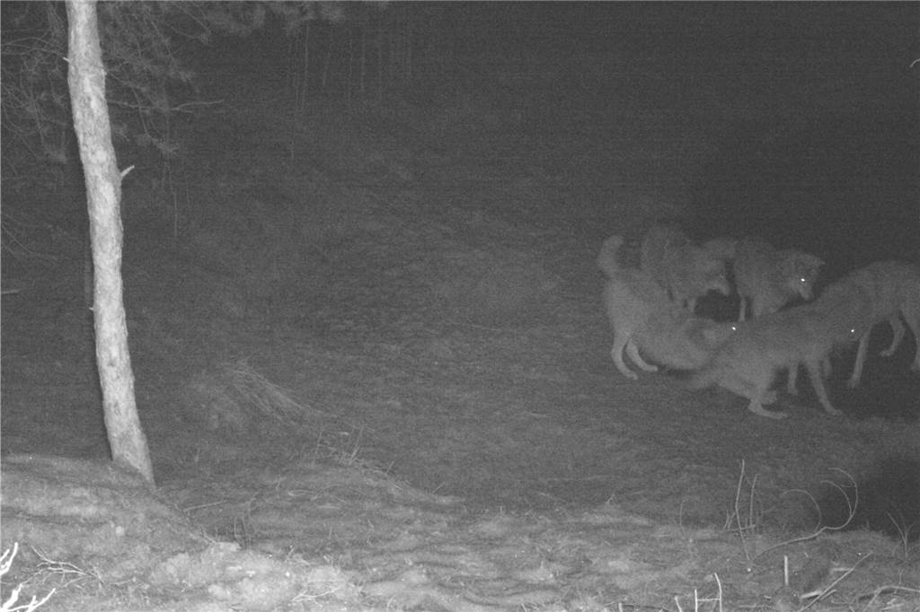 Dass es in Deutschland längst wieder Wolfsrudel gibt, belegt dieses Foto aus einer Wildtierkamera aus der Kalißer Heide (Mecklenburg-Vorpommern). Die angebliche Sichtung eines Rudels in Schöppingen kann der Hegering hingegen nicht bestätigen.
