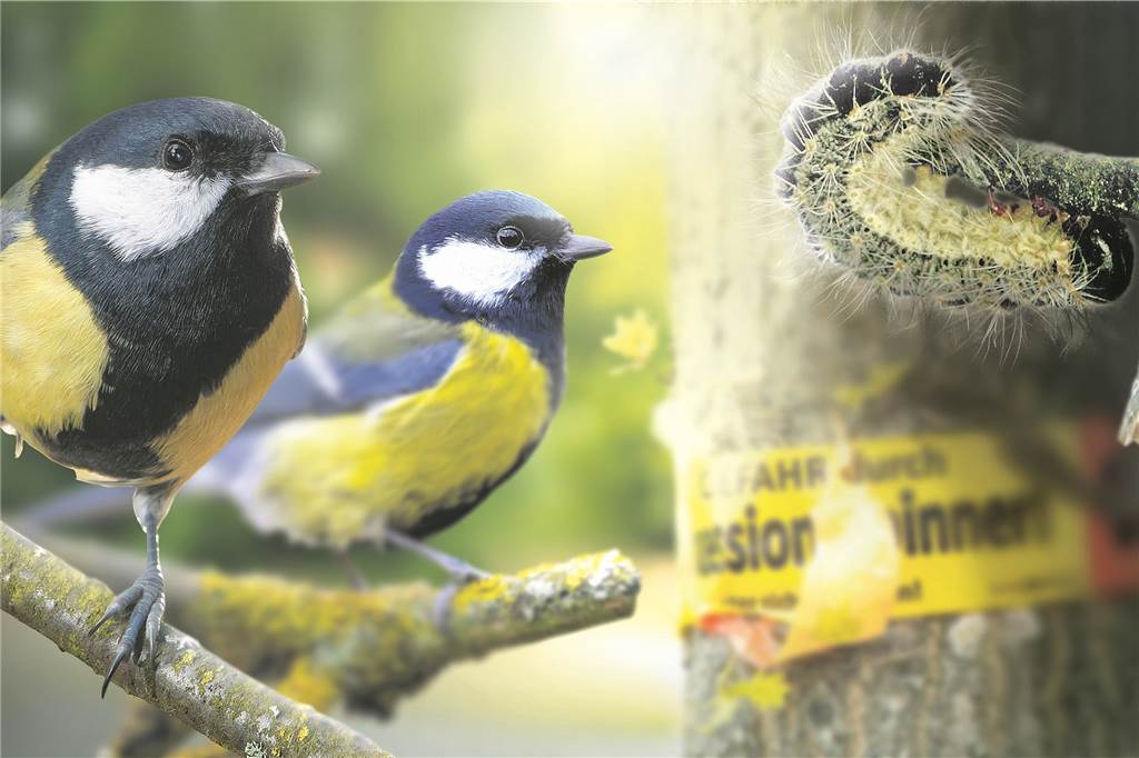 Gefährlicher Giftraupen-Befall: Die Gemeinde Heek hat es 2019 gravierend getroffen Dass sich Meisen für die Bekämpfung der Giftraupe eignen, stellt Dr. Mathias Niesar vom Landesbetrieb Wald und Holz NRW in Frage.