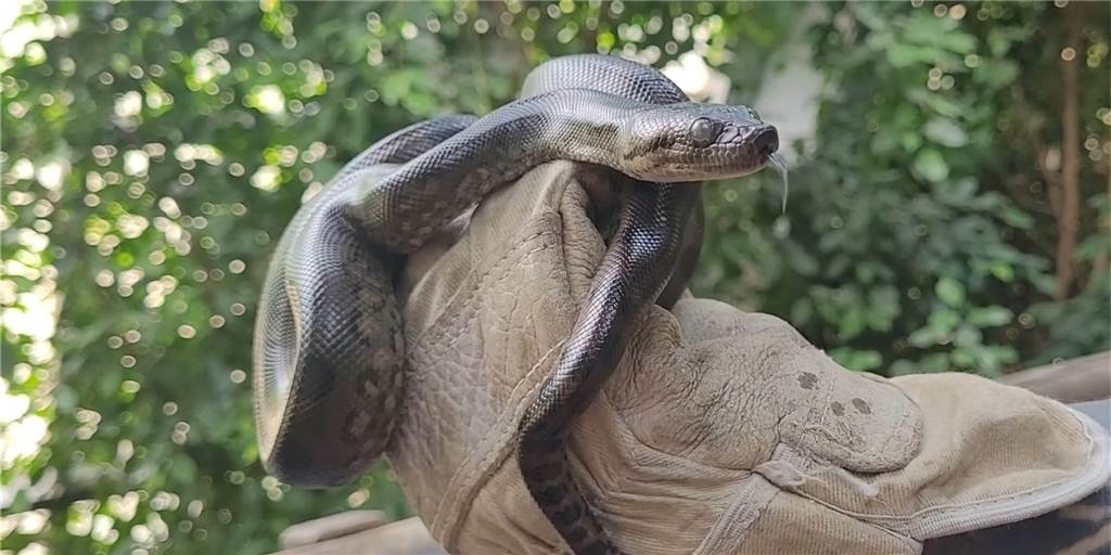 Im Video: Die schwersten Schlangen der Welt sind jetzt noch ganz klein Dem Dortmunder Zoo ist die Nachzucht von neun Anakonda-Schlangen gelungen.