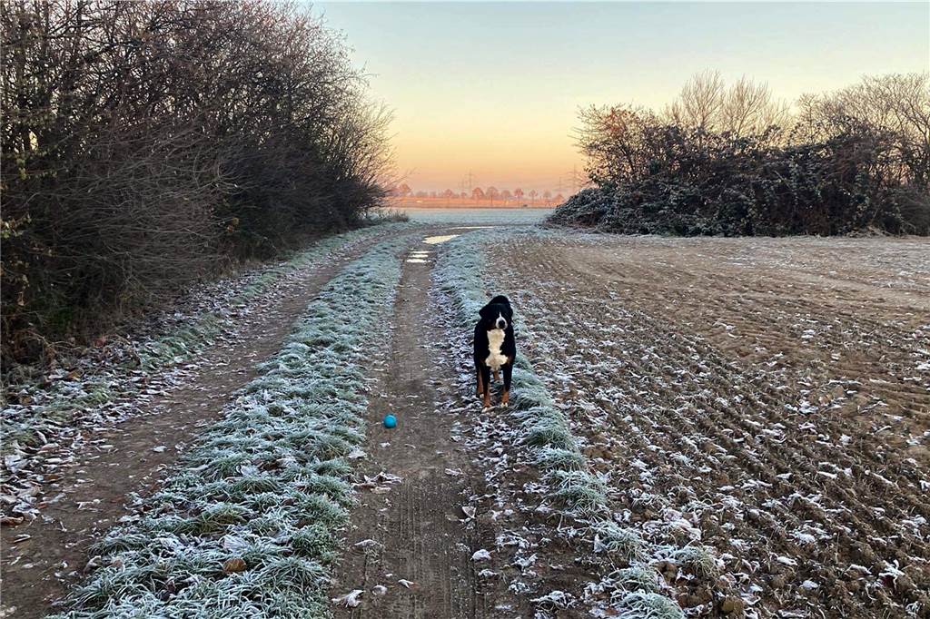 Dem Hund von unserem Fotografen Günther Goldstein scheint der Frost beim Gassi gehen nichts auszumachen.