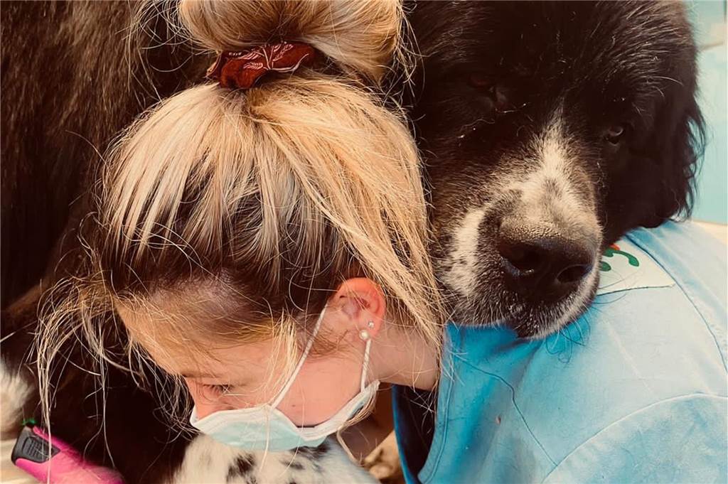 Pudel zum Frisieren gesucht: Hundefriseurin möchte an Wettbewerb teilnehmen Demi Syfuß arbeitet mit allen Hunden.