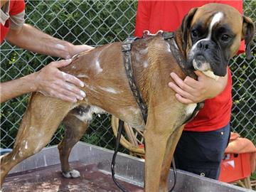 Den Hund richtig einzuseifen sollte die Ausnahme bleiben: Zu häufiges Waschen kann die natürliche Schutzschicht des Fells angreifen. (Bild: Glas/dpa/tmn)