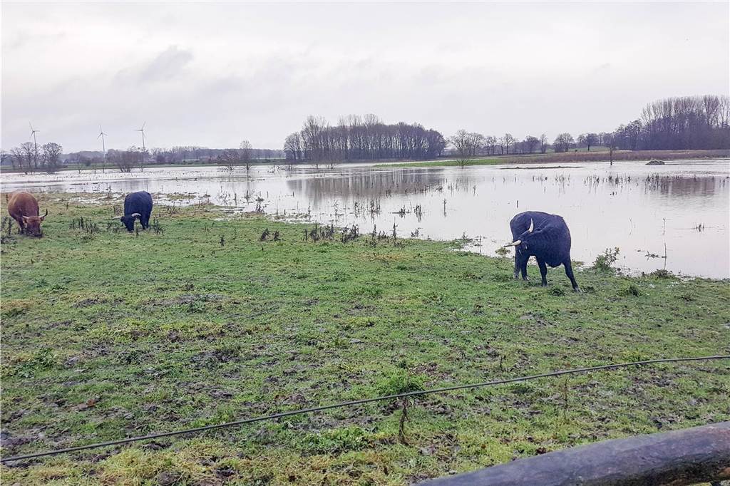 Hochwasser an Stever und Lippe: Sperrung für Schiffsverkehr und Überflutungen Den Tieren in den Steverauen geht es gut, heißt es von der Stadt Olfen. Sie haben genug Platz um vor den Wassermassen zu fliehen.