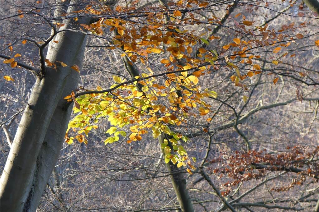 Magische Weihnachten – mit Ritualen und Ideen die Pandemie vergessen Den Wald mit allen Sinnen genießen. Das entschleunigt. Gerade auch in der Adventszeit.