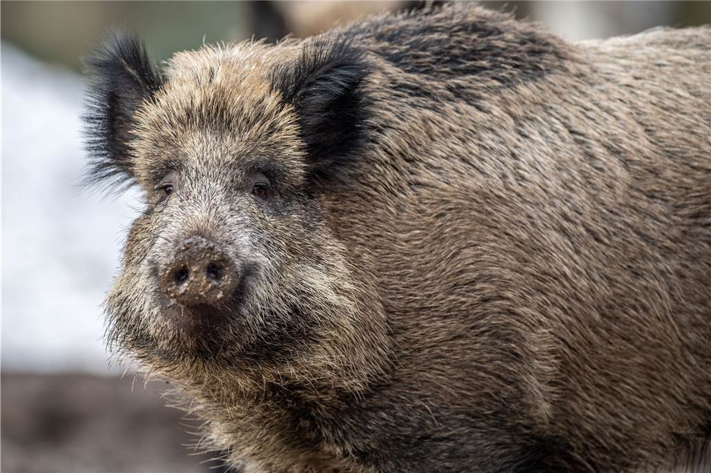 Platz gleicht einem Kartoffelacker - Warum Golfer zu Jägern werden Den Wildschweinen scheint es auf dem Platz des Dortmunder Golfclubs zu gefallen. Sie kommen quasi inzwischen regelmäßig.