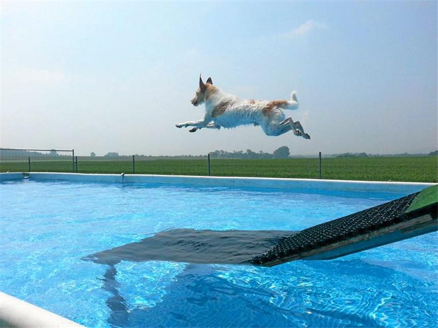 „Bello“-Hunde-Messe kommt nach Castrop-Rauxel Der 60-Kubikmeter-Hundepool soll ein Glanzlicht der Messe sein. Jeder kann teilnehmen und messen lassen, wie weit sein Hund wirklich springen kann.