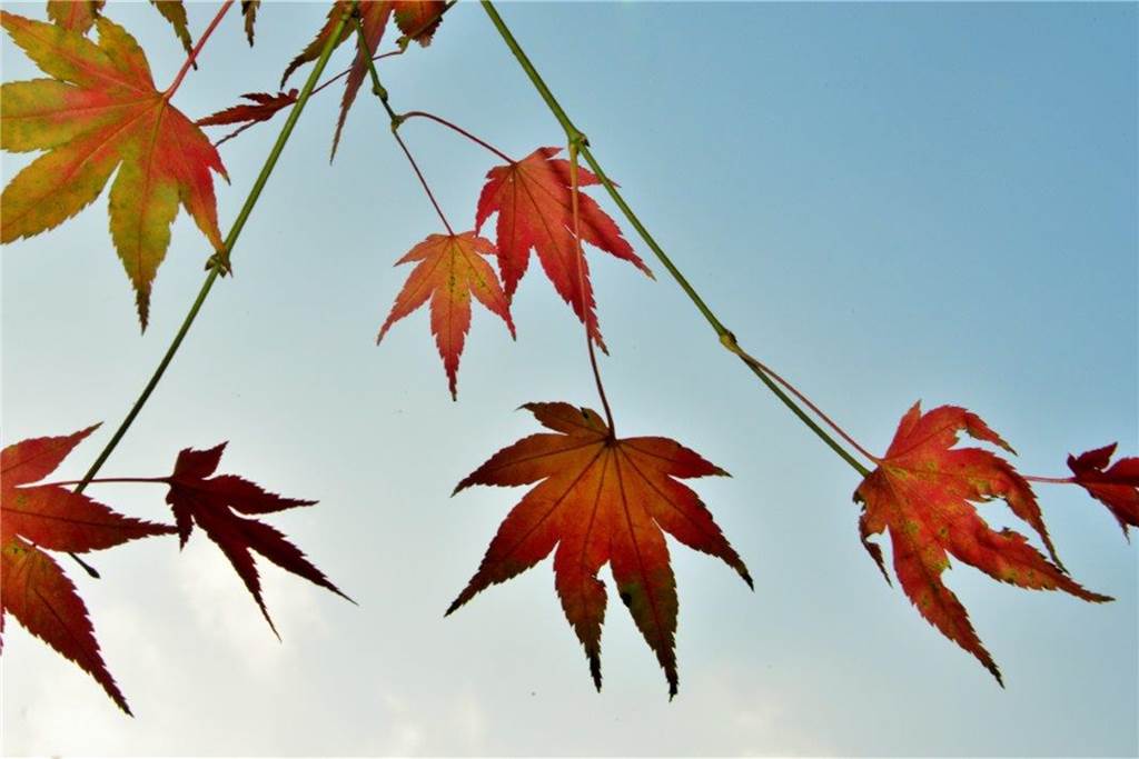 Der Ahorn ist im Herbst wohl der interessante Baum.