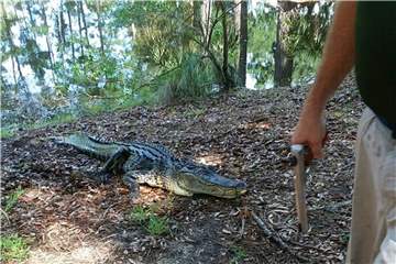 Der Alligator wurde getötet. Foto: Thomas DiMaio/AP