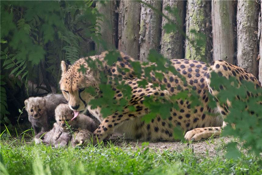 Parks, Zoos und Co. öffnen wieder: Ausflugstipps für Werne und Umgebung Der Allwetterzoo Münster hat wieder geöffnet, beschränkt aber die Anzahl der Besucher. Außerdem sind nicht alle Bereiche geöffnet.