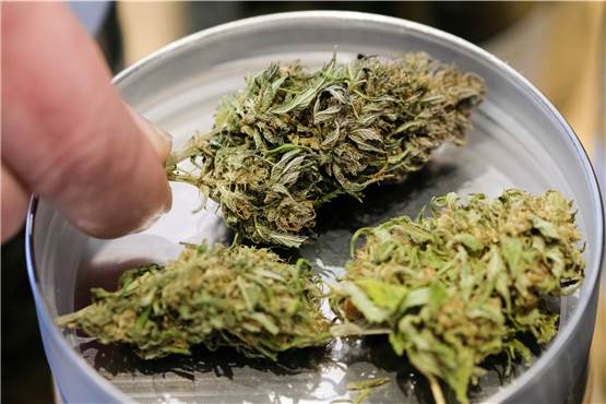 Sucht-Experte: Legalisierung von Cannabis reicht allein nicht aus
