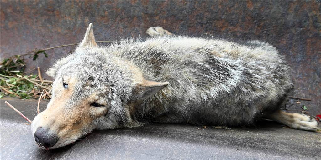 Auf A 2 getöteter Wolf stammt nicht aus Schermbecker Rudel Der Anfang Mai auf der A 2 überfahrene Wolf stammt nicht aus dem Schermbecker Rudel.