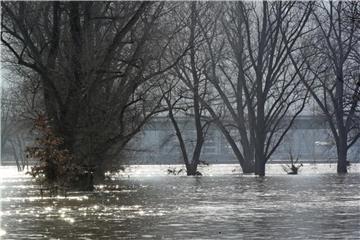 Der anschwellende Rhein bedeckt in Köln-Niehl die Uferwiesen. Foto: Henning Kaiser