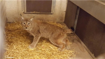 Der aus dem Gelsenkirchener Zoo entlaufene Luchs Findus ist nach seinem "Ausflug" nach Herne wieder wohlbehalten in seinen Stall im Zoo von Gelsenkirchen zurückgebracht worden.