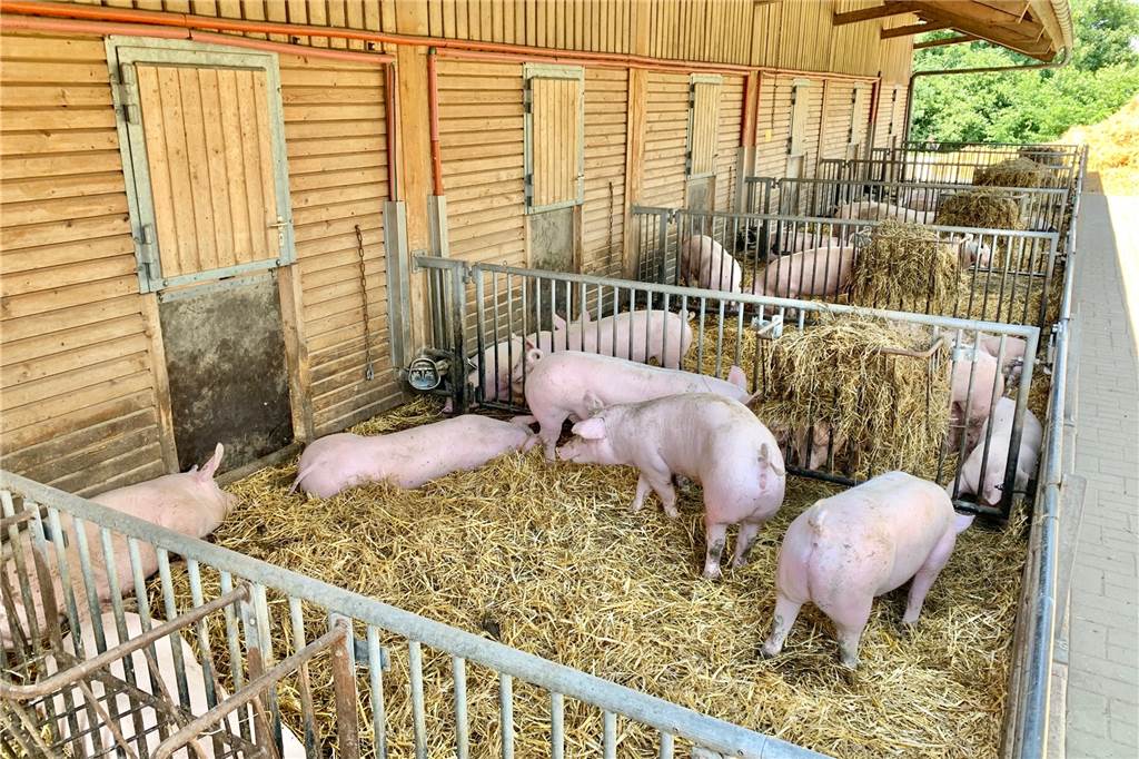 Biohof in Dortmund: Keine Schweinereien mit dem Schweinefleisch Der Außenbereich des Stalls: Durch die Klappe können die Tiere ins Innere.