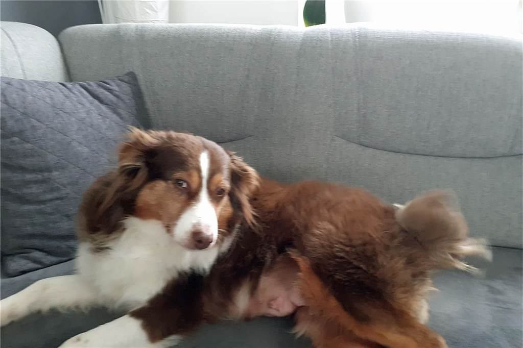 Hunde-Halterin verzweifelt: „Tun alles, um Ina zurückzubekommen“ Ein Hund auf einem Sofa.