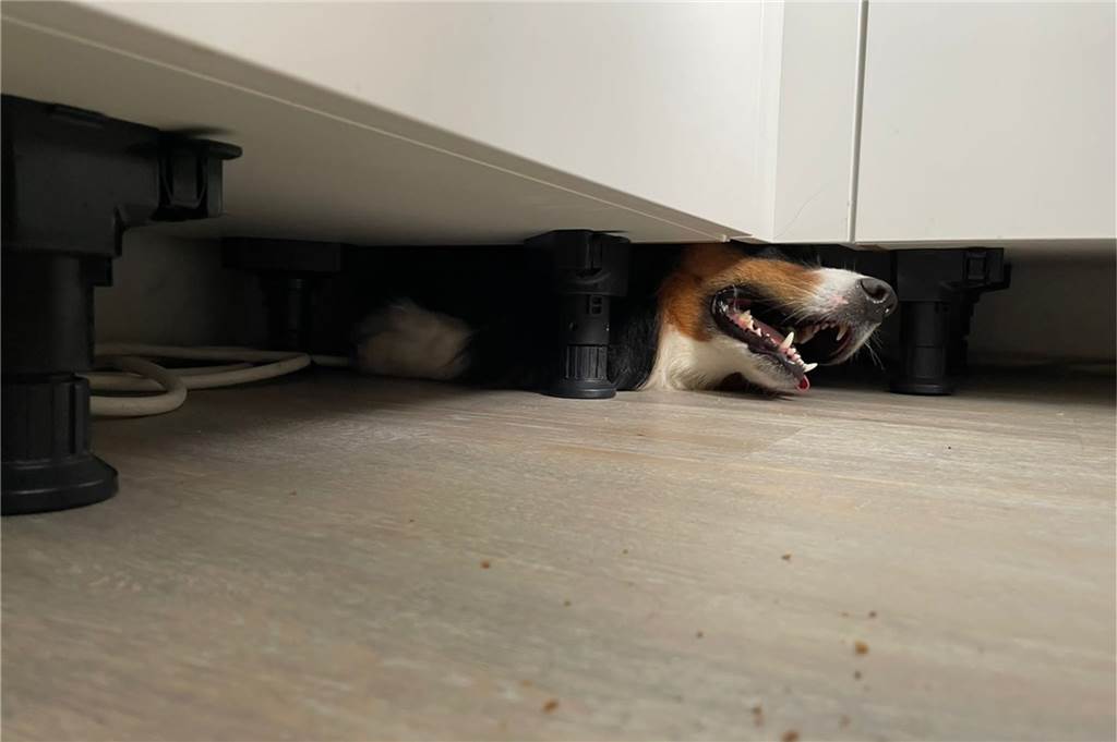 Ungewöhnlicher Einsatz für Feuerwehr in Dortmund: Hund in Küche eingeklemmt Der Australian Shepherd Paul war unter der Küchenzeile eingeklemmt.