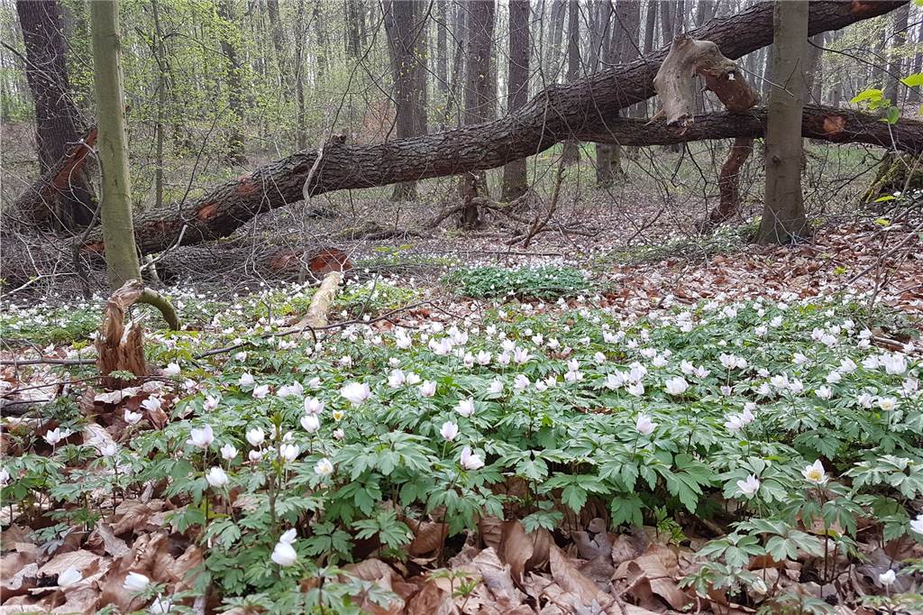 Start mit 15.000 Pflanzen: Natur- und Walderlebnispfad wird Großprojekt Der Barloer Busch bietet auch dank der Bergsenkungen einen facettenreichen Lebensraum für Pflanze und Tiere.