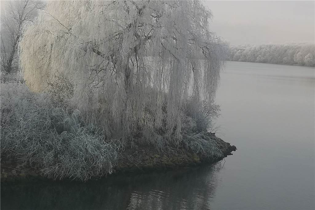 Der Baum am Hullerner Stausee ist komplett mit weißem Frost überzuckert.