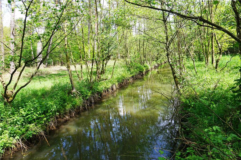 Sandbach am Truppenübungsplatz wird renaturiert: Lebensraum für viele Tiere Der begradigte Sandbach am ehemaligen Truppenübungsplatz Borkenberge