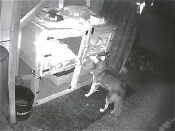 Der Bild-Beweis: Ein Video einer Wildüberwachungskamera zeigt, wie der Hund sich Zugang zu einem Kaninchenstall verschaffen will, aber am Schloss scheitert.