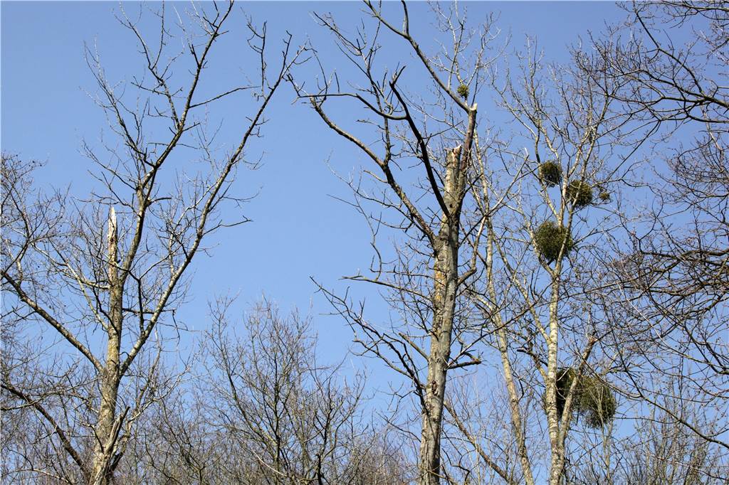 Baum-Schützer: „Wald ist auch in Lünen und Selm ein sehr kranker Patient“ Der Blick in die Kronen lässt auch bei diesen Bäumen keine Zweifel an ihrem Gesundheitszustand. Trockenschäden sind deutlich zu erkennen an den Ästen.