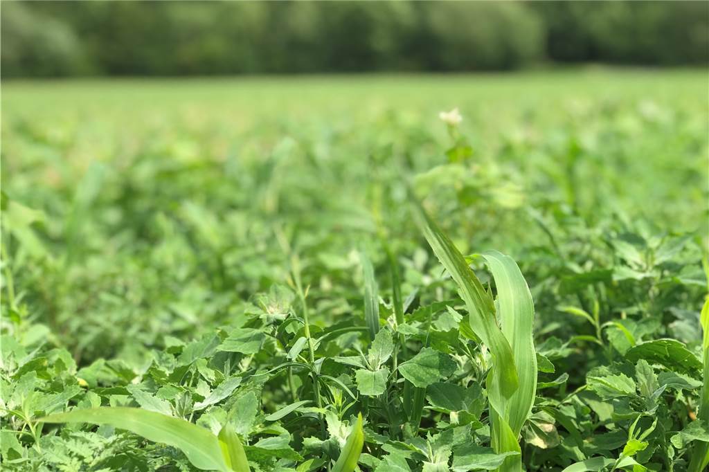 „Kein Landwirt will Bienen ausrotten!“ Bauer Hubbert über die Blühstreifen von Dingen Der Blühstreifen in Dingen Anfang Juni: Der Mais schaut knapp heraus, aber Mitte Juni haben schon die Blumen den Mais eingeholt. Die ersten Blüten und Insekten sind da.