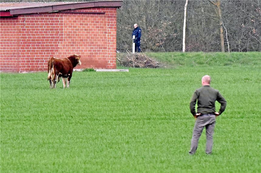 Entlaufener Bulle gefährdet Verkehr auf der Autobahn 31 Der Bulle wurde vorsichtig von der Autobahn weggetrieben. Autobahn- und Kreispolizei sicherten den Gefahrenbereich. Foto: Christiane Nitsche