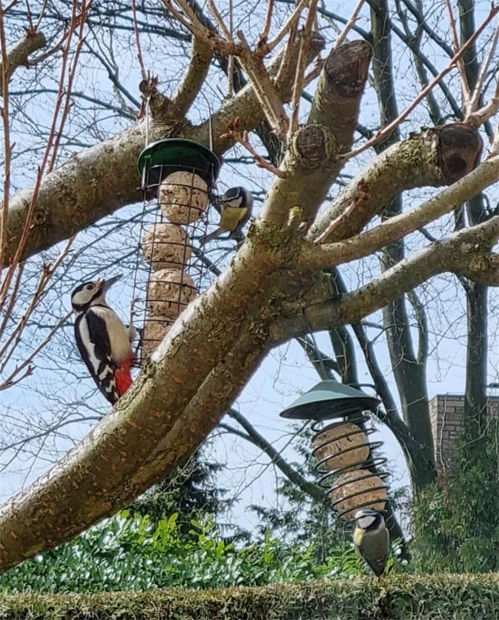 Seltener Anblick aus nächster Nähe: Buntspecht-Besuch im eigenen Garten Der Buntspecht im Garten von Karin Benda Trelenberg.