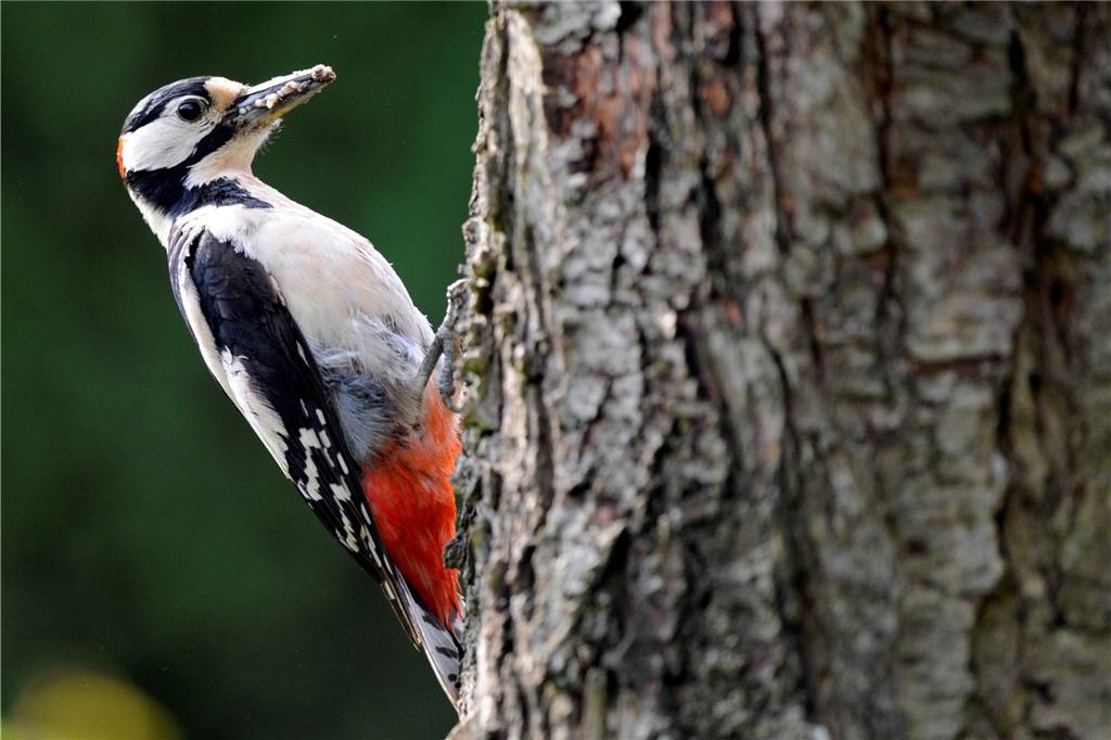 Tierischer Vandalismus kostet Gemeinde Nordkirchen vierstellige Summe Der Buntspecht ist die häufigste Spechtart in Mitteleuropa.