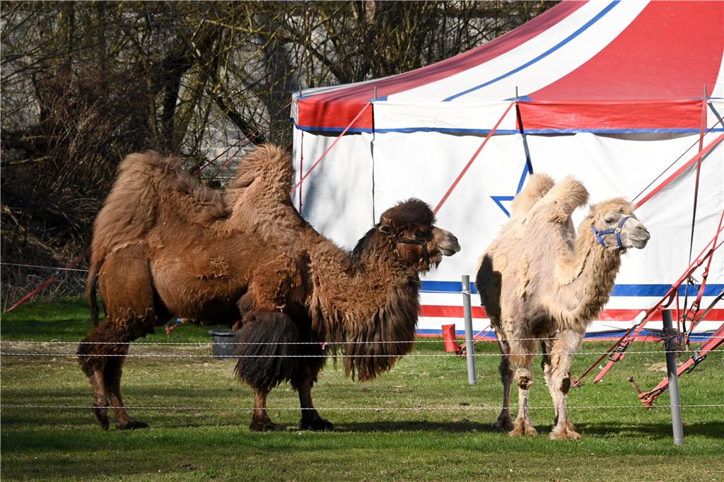 Esther Dorna unterstützt Zirkusfamilie, die ein festes Quartier in Dorsten sucht Der Circus Paul Busch hat auch Kamele.