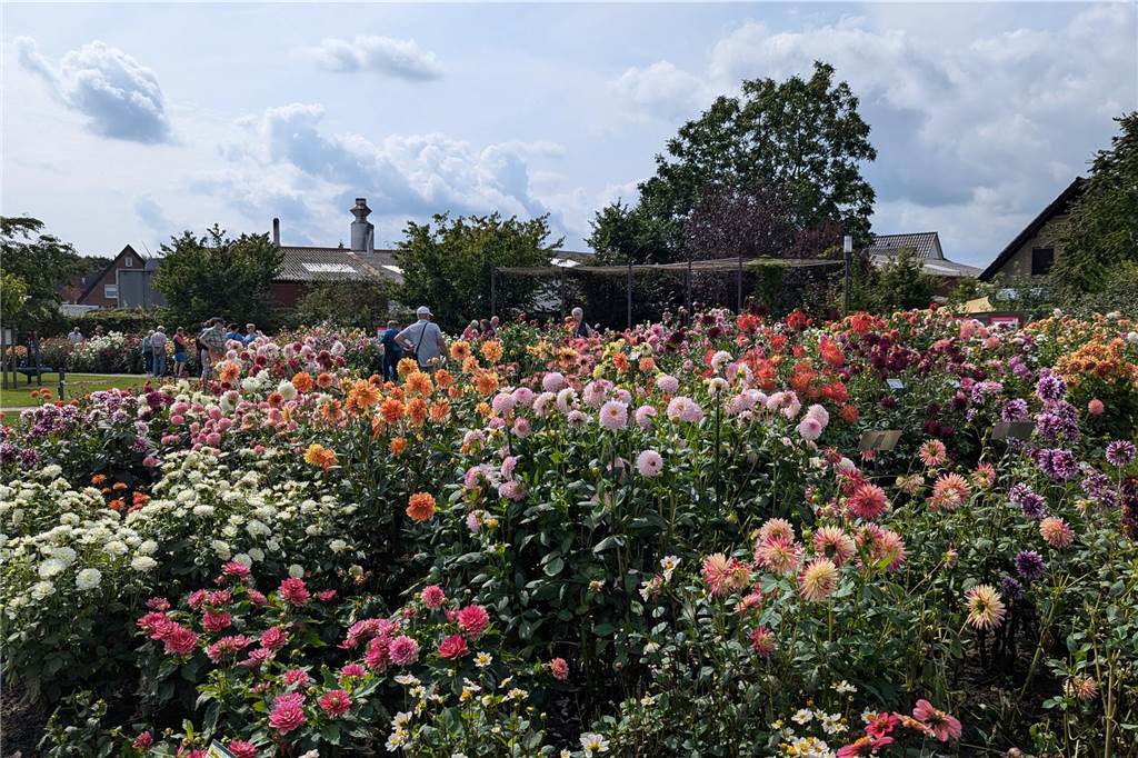 Wochenende der Dahlie im Legdener Dahliengarten