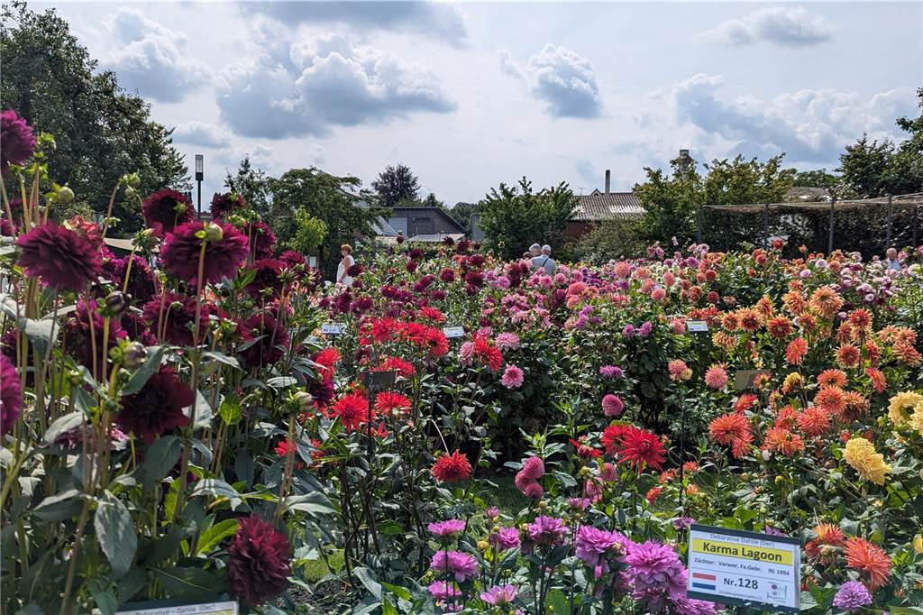 Wochenende der Dahlie im Legdener Dahliengarten