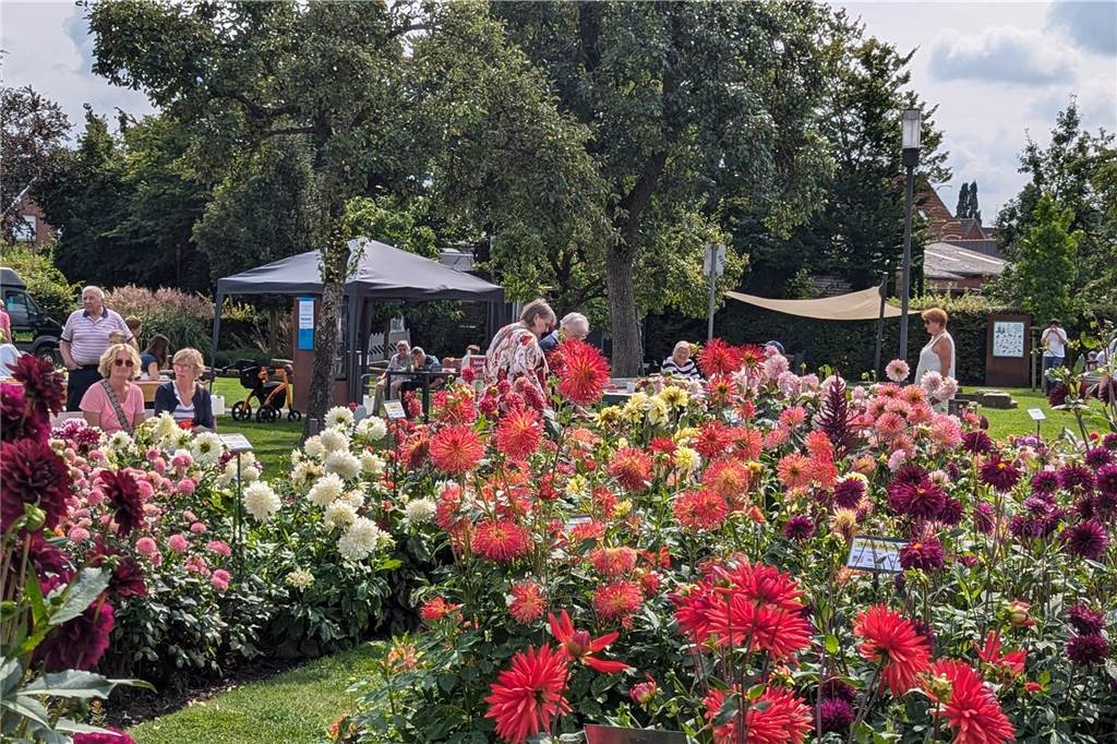 Wochenende der Dahlie im Legdener Dahliengarten