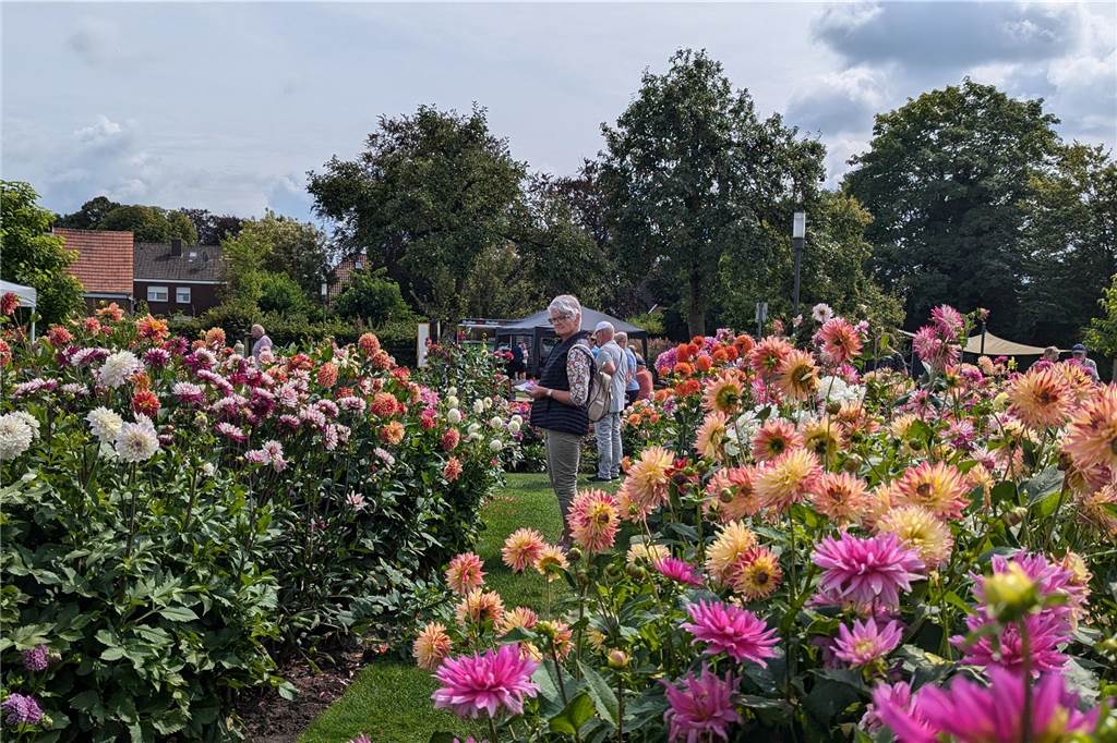 Wochenende der Dahlie im Legdener Dahliengarten