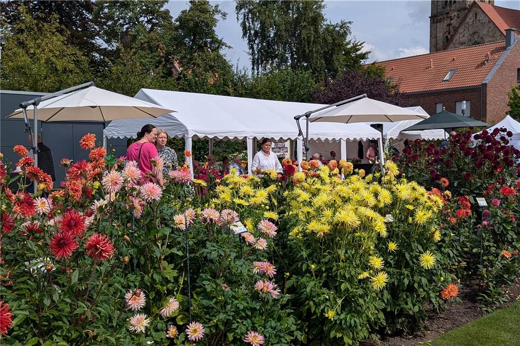 Wochenende der Dahlie im Legdener Dahliengarten