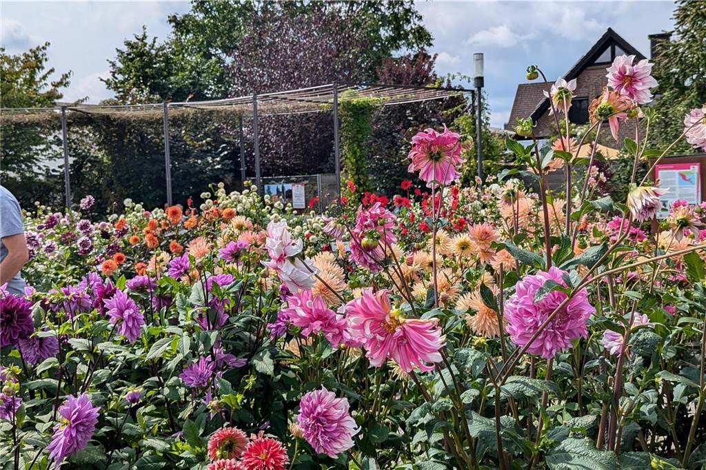 Wochenende der Dahlie im Legdener Dahliengarten