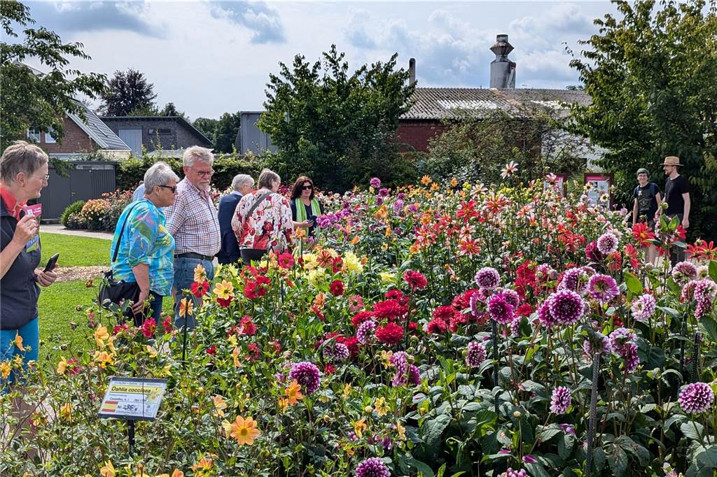 Wochenende der Dahlie im Legdener Dahliengarten