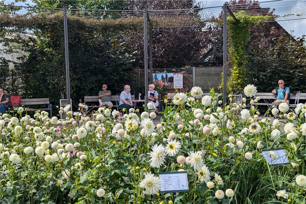 Wochenende der Dahlie im Legdener Dahliengarten
