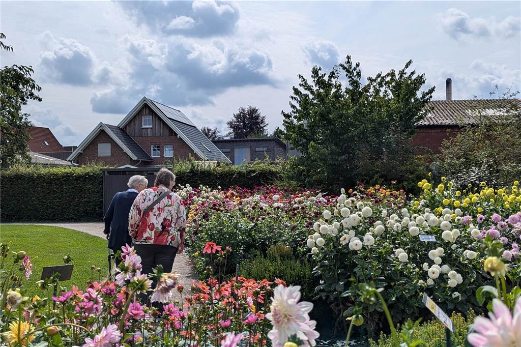 Wochenende der Dahlie im Legdener Dahliengarten