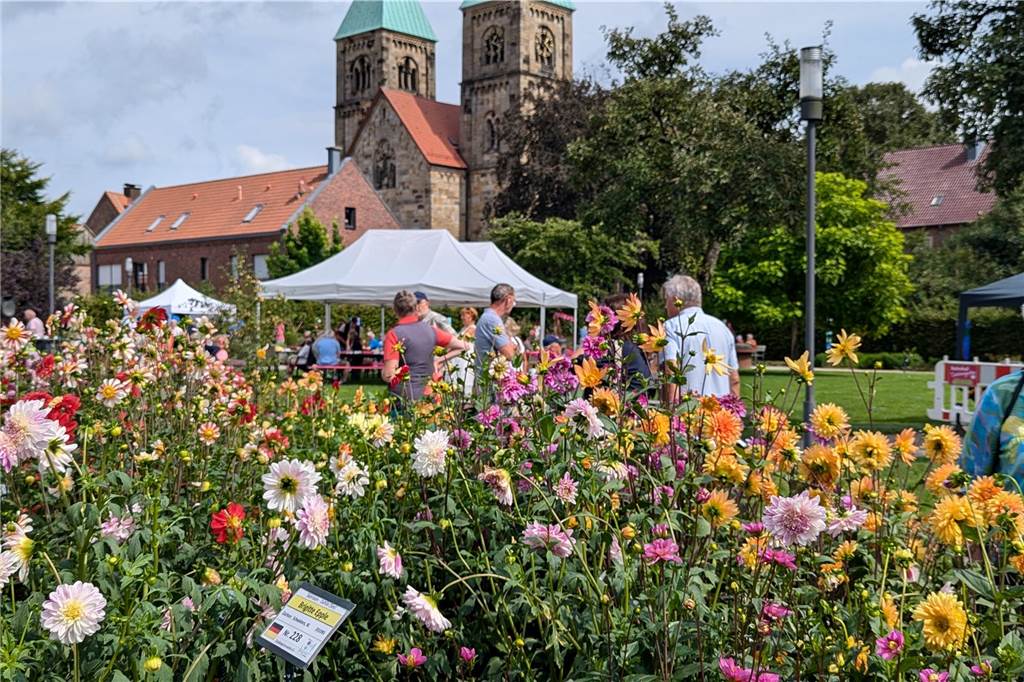 Wochenende der Dahlie im Legdener Dahliengarten