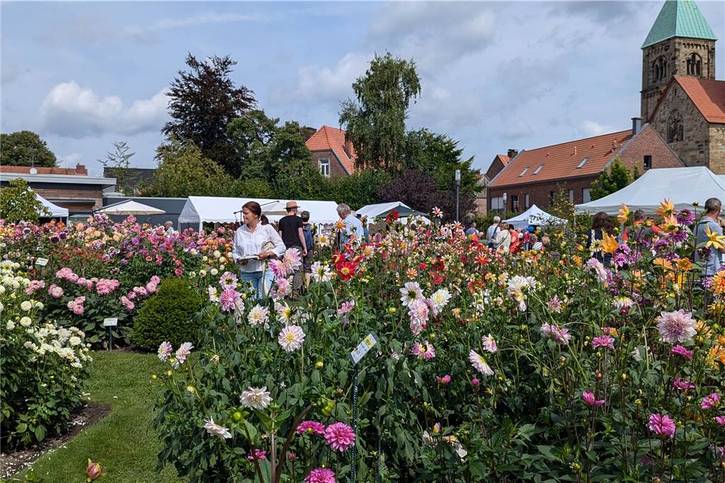 Wochenende der Dahlie im Legdener Dahliengarten
