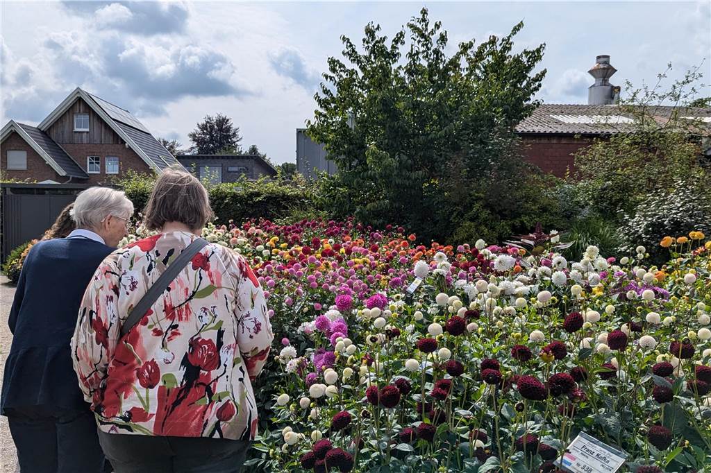 Wochenende der Dahlie im Legdener Dahliengarten